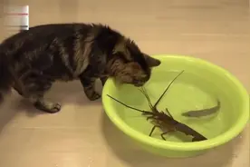 笑尿了，一只没用的猫尝试抓龙虾，结果被龙虾夹哭视频封面