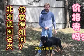 在非洲买的德国名犬，网友你觉得价格如何？