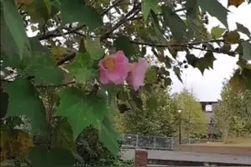 冬天还有花儿艳