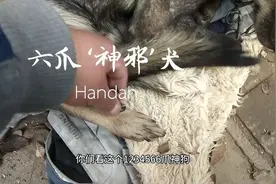 有见过六个爪子的狗没，人们都说六爪狗脾气邪，你知道吗