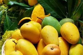 吃货小妹测评百色芒果，哪种最好吃，快来看看