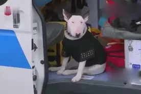 国民坏叔叔黄渤看到牛头梗爆笑不停，这也太像孙红雷了吧视频封面