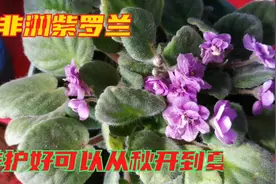 室内花卉皇后非洲紫罗兰，秋天养护好，可以一口气开到明年夏天视频封面