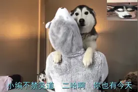 哈士奇在外面打架输了，刚回到家，抱着主人就哭：主人，快哄哄我视频封面