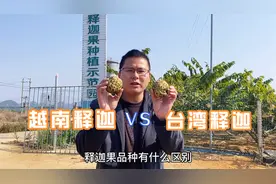 台湾凤梨释迦果和越南释迦果哪个更好吃？看看两种释迦果有啥区别