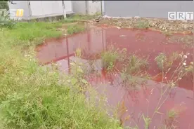 广州番禺污水处理厂排出净水剂 水田一夜变红视频封面