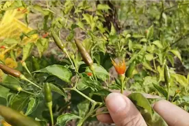 为什么鸟儿会去啄辣椒吃，它们难道不怕辣吗？