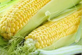挑选甜玉米最关键方法，丹姐教你这样做，保你挑的又香又甜