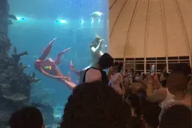 1500一个晚上的大酒店真人美人鱼表演太精彩一起来看看吧！视频封面