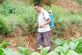 河南农村烟叶长的好，大叔种植和防病虫害经验高，句句大实话！视频封面