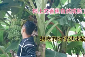 树上的香蕉自然成熟了，想吃的时候就来摘，比买的好吃视频封面