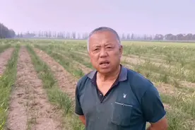 摘完黄花再套种蔬菜，一年两茬产值翻倍，时间空间都有余地