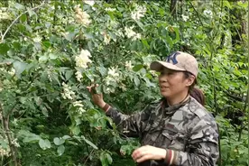 山上成片的丁香花挂满枝头，二姐是满裁而归还碰上沙耳真有口福视频封面