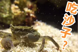 小螃蟹为何吃沙子，镜头拉近才发现真相