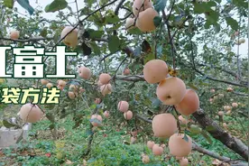 河北山区周期最长的苹果，历经5个月时间，终于变成粉白色了视频封面