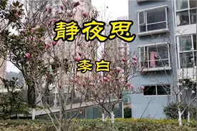 杨子日记:听儿歌学古诗《静夜思》作者，唐—李白视频封面