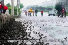 汶川地震前24小时，老天给出的四大“暗示”科学家也无法解释！视频封面