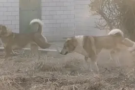 中华田园犬的领地意识强，刨土是标识领地，宣示主权！