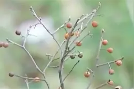 村庄现宝塔奇树景观 传树上果实能治病 专家称这是较为常见的朴树