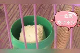 第一次尝试给鸟儿吃豆腐，有的抢着吃，有的不搭理！视频封面