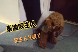 外出不带小泰迪，竟然反口咬主人，这样的狗能留吗？