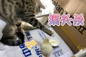 小鸡到底多大吸引力！猫咪盯着一直看，最后竟然来了一个摸头杀视频封面