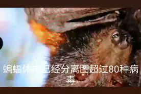 蝙蝠身上还有1000多种病毒，它是潘多拉盒子，人类不要伤害它视频封面