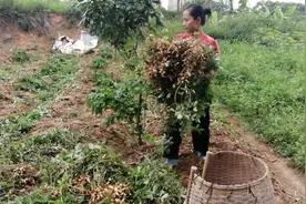 阿玲收花生有妙招，现拔现摘，半天的工一个钟搞定。
