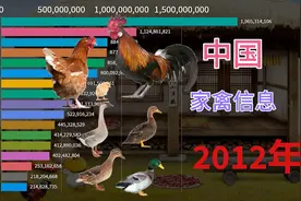 我国各省接近二十年家禽出栏数动态排行榜，山东的实力不用质疑视频封面