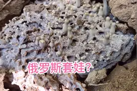 没想到这个时间点还有鸡枞菌?都11月了。