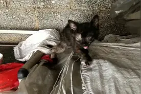 小猫眼睛看不到了猫妈颠几下就治好了