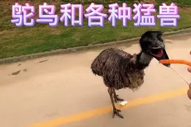 女朋友闺蜜的孩子长的一点都不像我，去动物园认识各种动物！