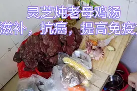 灵芝炖老母鸡汤一个月吃一两次对身体好哦简单做法分享给大家