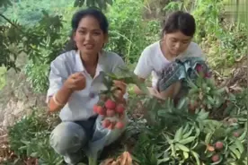 农村姐妹花同爸爸上山采摘荔枝，因为太好吃两姐妹小的都不放过
