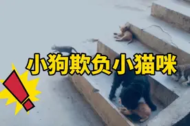 小狗竟然在咬刚出生不久的小猫咪，你们猜小猫咪受伤了吗？？？视频封面