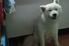 主人不理狗狗，看狗狗有多无聊视频封面