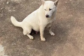 养狗就养这种性格的狗，中华田园犬，会看家会抓老鼠。视频封面