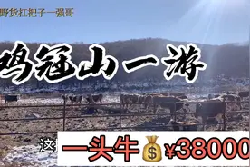 吉林鸡冠山一行，探访牛场繁育基地，不一样的农业#本地达人计划#视频封面