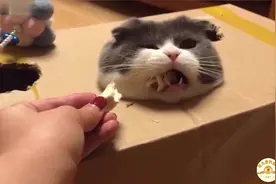 家里猫多怎么办？利用起来，玩猫咪版的打地鼠