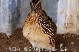 鹌鹑是体形较小的雉鸟，他体长在16至18厘米左右！