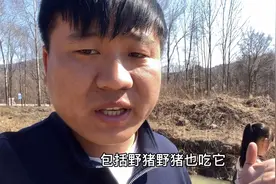 东北林蛙二级保护动物，自然存活率只有百分之几，野猪都吃它！视频封面
