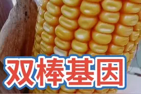 双棒玉米品种视频封面