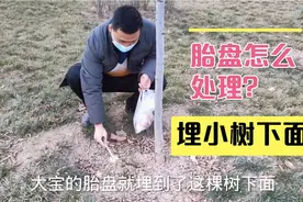 胎盘怎么处理？多爸把它埋到了小树下面，希望可以继续发挥余热视频封面