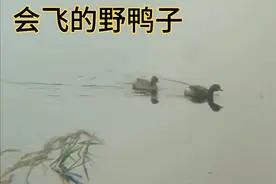 同是鸭禽，为什么野鸭会飞家鸭不会飞呢，一起来看看！视频封面