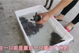 在阳台上养了四五年的乌龟，离开主人两月不到就不认主人了，伤心