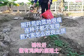 刚开荒的菜地很瘦，连种子都不发芽，教大家怎么改良土质种好菜视频封面