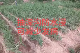 山区稻田种姜，防水浸防干旱很重好，看专业户是怎么做的
