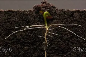 三分钟看完大豆种子发芽生长全过程！