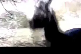 穷小子用陷阱驯服神马，没想神马生气起来，坏人要遭殃了