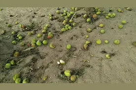 8.15阿克苏一场大风，2个小时后广西小伙家的果园，损失几十万元视频封面